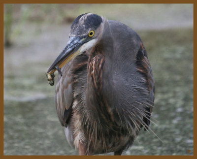 great blue heron-10-10-12-363b.JPG