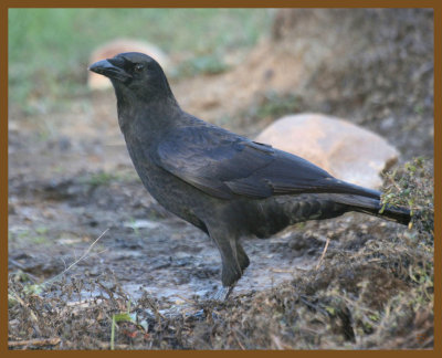 american crow-10-19-12-032b.JPG