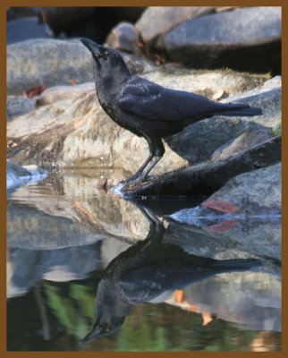 american crow-11-4-12-979c1b.JPG