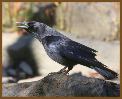 american crow-11-4-12-303b.JPG