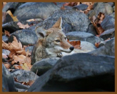 coyote-11-3-12-133b.JPG