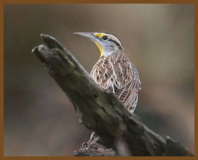 eastern meadowlark-11-11-12-504b.JPG