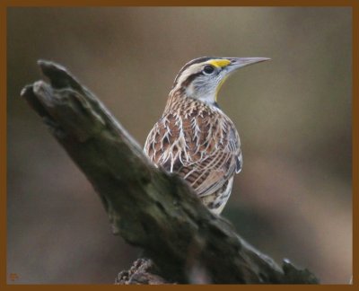 eastern meadowlark-11-11-12-503b.JPG