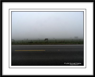 Horses in Fog