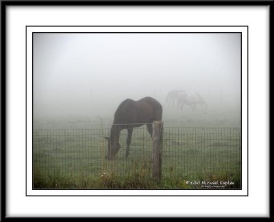 Horses in Fog