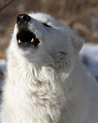 ATKA