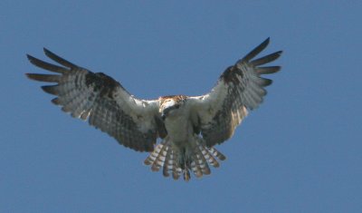 Osprey Hunting