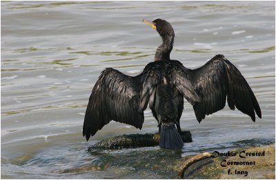 Double Crested Cormorant - drying wings