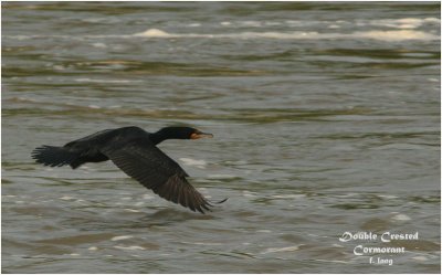 Double Crested Cormorant - in flight