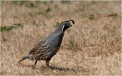 California Quail