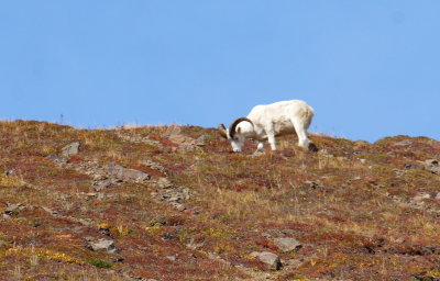 Hillside Ram