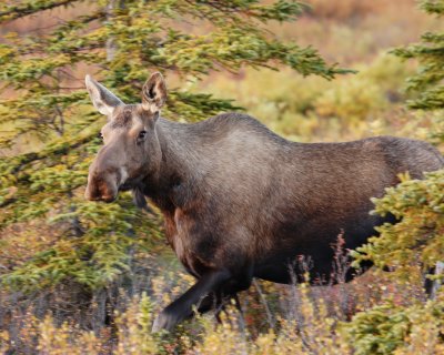 Denali Cow