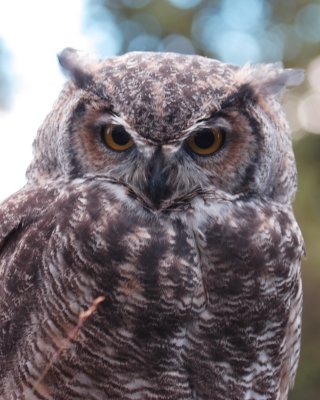 Great Horned Owl