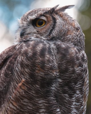 Great Horned Owl