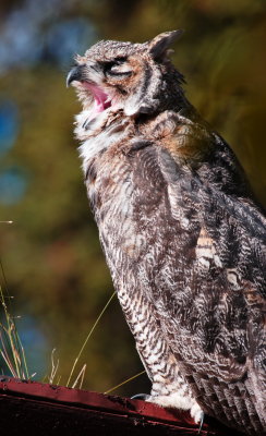 Great Horned Owl