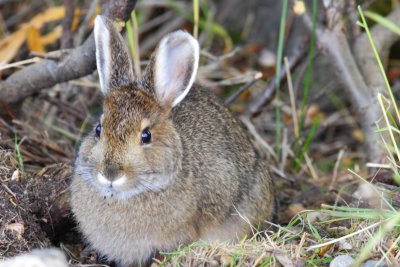 Snowshoe Hare in summer