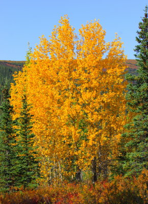 Yellow Tree