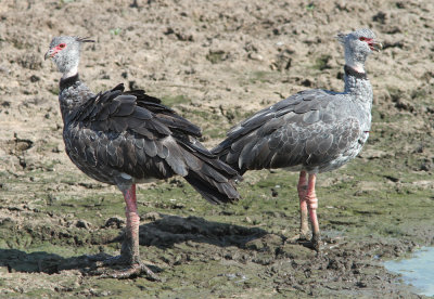 Southern Screamer Chauna torquata Transpantaneira Road Pantanal 20111118.jpg