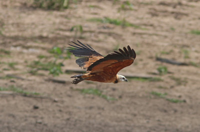 Black-collared Hawk Busarellus n. nigricollis gtranspantaneira Road Pantanal 20111118.jpg