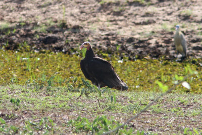Lesser Yellow-headed Vulture Cathartes burrovianus urubitinga Transpantaneira Road Pantanal 20111118.jpg