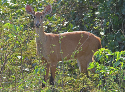Marsh Deer Blastocerus dichotomus Transpantaneira Road Pantanal 20111118.jpg