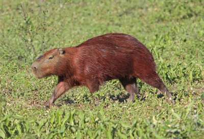 Capybara Hydrochaeris hydrochaeris Transpantaneira road Pantanal 20111118b.jpg