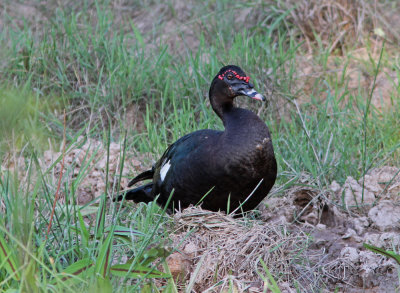 Muscovy Duck Cairina moschata Transpantaneira Road Pantanal 20111118.jpg