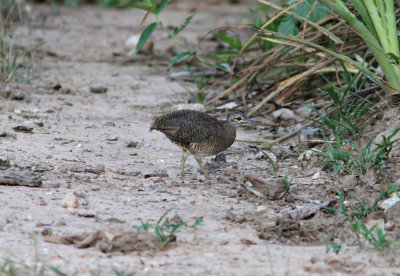 Undulated Tinamou Crypturellus undulatus vermiculatus Rio Claro area Pantanal 20111118.jpg