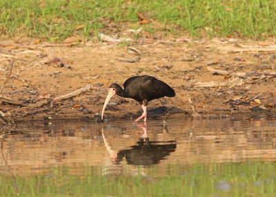 Bare-faced Ibis Phimosus infuscatus Rio Claro Pantanal 20111119.jpg