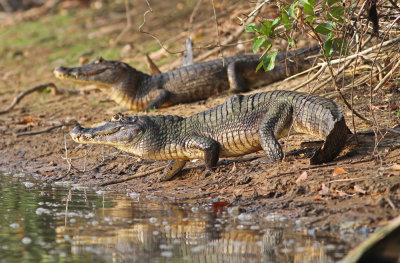 Spectacled Cayman Caiman crocodilus Rio Claro Pantanal 20111119a .jpg