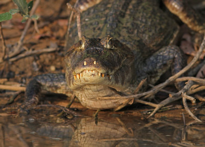 Spectacled Cayman Caiman crocodilus Rio Claro Pantanal 20111119b .jpg
