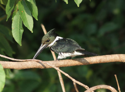 Green Kingfisher Chloroceryle americana male Rio Claro Pantanal 20111119.jpg
