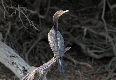 Neotropic Cormorant Phalacrocorax b. brasilianus Rio Claro Pantanal 20111119.jpg
