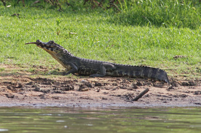 Spectacled Cayman Caiman crocodilus Rio Claro Pantanal 20111119c .jpg