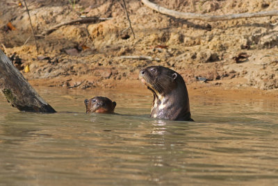 Giant Otter Pteronura brasiliensis Rio Claro Pantanal 20111119 .jpg