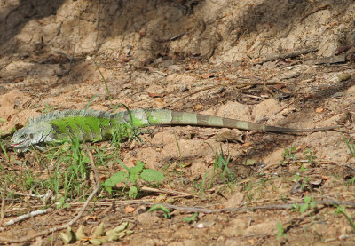 Iguana Iguana iguana Rio Claro Pantanal 20111119.jpg