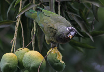 Scaly-headed Parrot Pionus maximiliani siy Rio Claro Pantanal 20111119.jpg