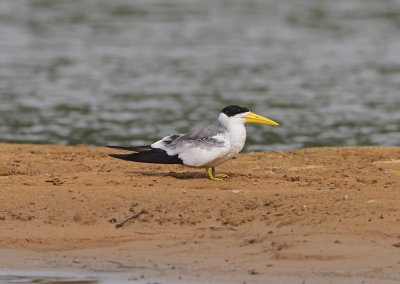 Large-billed Tern Phaetusa s. simplex Rio Claro Pantanal 20111119.jpg