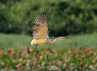 Whistling Heron Syrigma sibilatrix Rio Claro Pantanal 20111119.jpg