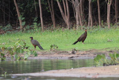 Chestnut-bellied Guan Penelope ochrogaster Rio Claro Pantanal 20111119.jpg