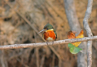 American Pygmy Kingfisher Chloroceryle a aenea Transpantaneira Road Pantanal 20121119 .jpg