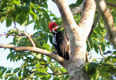 Crimson-crested Woodpecker Campephilus melanoleucos Rio Claro Main Road Pantanal 20111120b.jpg