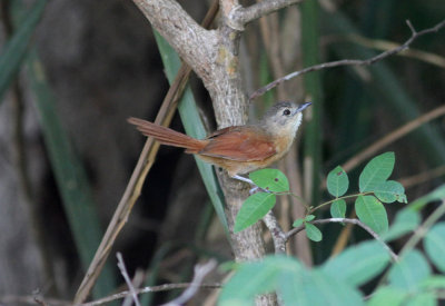 White-lored Spinetail Synallaxis albilora simoni Transpantaneira Road Pantanal 20111120 .jpg