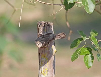 Thrush-like Wren Campylorhynchus turdinus Transpantaneira road Pantanal 20121120.jpg