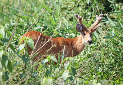 Marsh Deer Blastocerus dichotomus Transpantaneira Road Pantanal 20111120.jpg