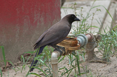 Purplish Jay Cyanocorax cyanomelas Puma Lodge Pantanal 20111120.jpg