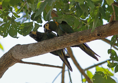 Golden-collared Macaw Primolius auricollis Puma Lodge Pantanal 20111120.jpg