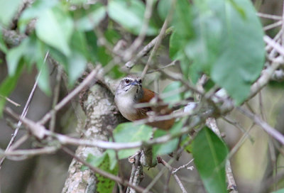 Fawn-breasted Wren Tryothorus guarayanus Puma Lodge Pantanal 20111120.jpg