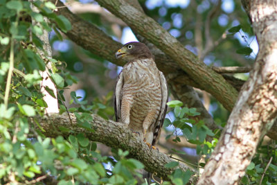 Roadside Hawk Buteo magnirostris Puma Lodge Pantanal 20111120a.jpg
