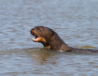 Giant Otter Pteronura brasiliensis Cuiaba River Pantanal 20111121 .jpg